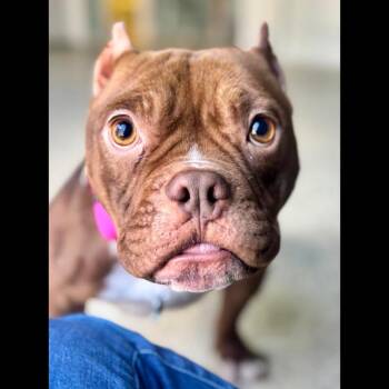 American Bully Dogs Available for Adoption - Spaghettios | PetCurious