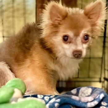 Brewster 8037 -  Chihuahua Dog for Adoption in Boca Raton, Florida - Brewster 8037 | PetCurious
