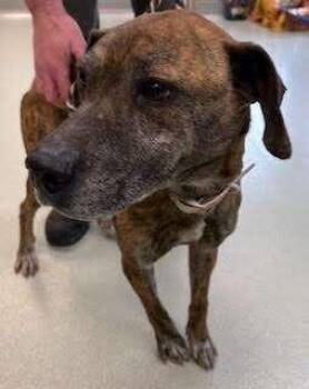 Plott Hound Dogs Available for Adoption - Duke2 | PetCurious