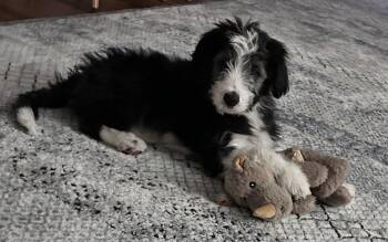 Mary Ann -  Border Collie and Poodle Dog for Adoption in Polson, Montana - Mary Ann | PetCurious