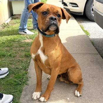 Boxer Dogs Available for Adoption in Warrensburg, Missouri - Wade | PetCurious