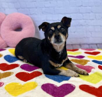 Jax -  Chihuahua Dog for Adoption in Snyder, Texas - Jax | PetCurious