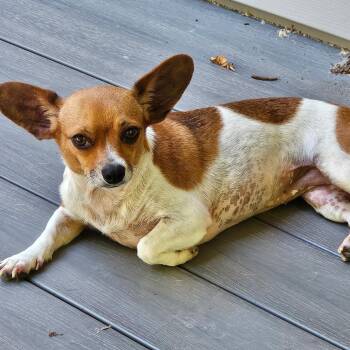 Tawny -  Chihuahua and Dachshund Dog for Adoption in Festus, Missouri - Tawny | PetCurious