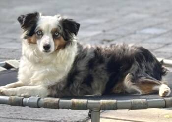 Tootsie -  Australian Shepherd Dog for Adoption in Wolcott, Connecticut - Tootsie | PetCurious