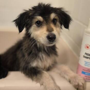 Pumpkin -  Shepherd and Husky Dog for Adoption - Pumpkin | PetCurious