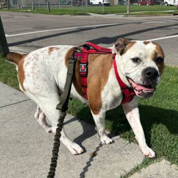Gretchen -  American Bulldog and Boxer Dog for Adoption in New Orleans, Louisiana - Gretchen | PetCurious