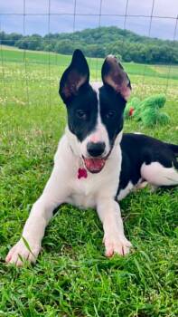 Shania -  Mixed Breed Dog for Adoption in Sun Prairie, Wisconsin - Shania | PetCurious