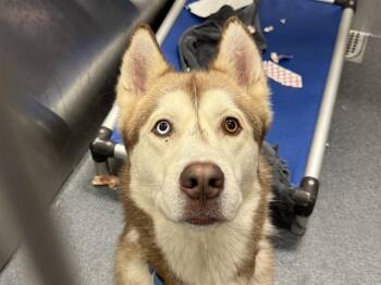 Siberian Husky Dogs Available for Adoption in Dallas, Texas - MAXIM | PetCurious