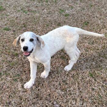Great Pyrenees and Hound Dogs Available for Adoption - Marcus | PetCurious