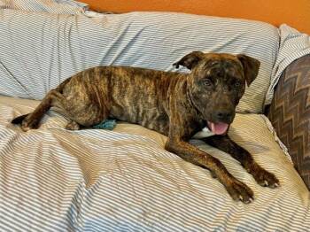 Babushka -  Pit Bull Terrier Dog for Adoption in Austin, Texas - Babushka | PetCurious