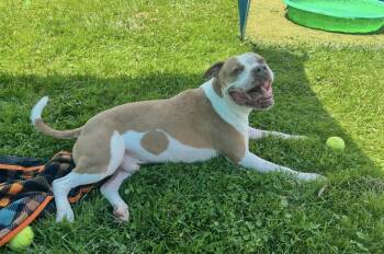 Rescue Pit Bull Terrier Dogs for Adoption in Wooster, Ohio - Rubble | PetCurious