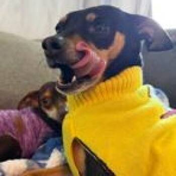 Chihuahua Dogs Available for Adoption - Valentina | PetCurious