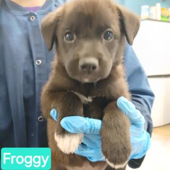 Froggy -  Border Collie and Mixed Breed Dog for Adoption in Chicago, Illinois - Froggy | PetCurious