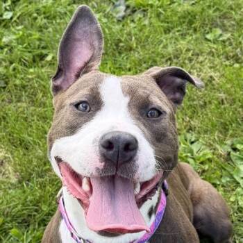 Princess -  Pit Bull Terrier Dog for Adoption in Jefferson, Wisconsin - Princess | PetCurious