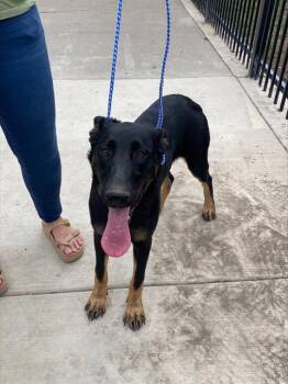 Rescue German Shepherd Dog Dogs for Adoption in Stockton, California - VIOLET | PetCurious