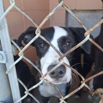 Tork -  Labrador Retriever and Pit Bull Terrier Dog for Adoption in Gautier, Mississippi - Tork | PetCurious
