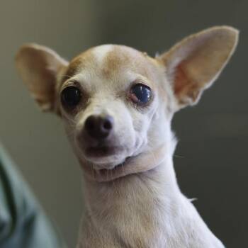 AQUILA -  Chihuahua Dog for Adoption in San Antonio, Texas - AQUILA | PetCurious