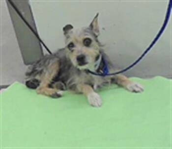 A2083342 -  Cairn Terrier and Mixed Breed Dog for Adoption in Houston, Texas - A2083342 | PetCurious