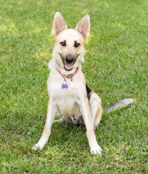 Angel -  German Shepherd Dog Dog for Adoption in Montgomery, Alabama - Angel | PetCurious