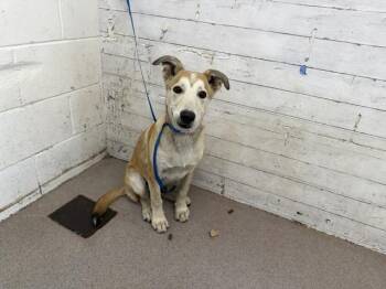 BRAD -  German Shepherd Dog Dog for Adoption in San Bernardino, California - BRAD | PetCurious