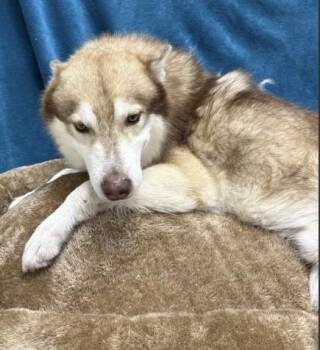 ALUCARD -  Siberian Husky Dog for Adoption in Killeen, Texas - ALUCARD | PetCurious