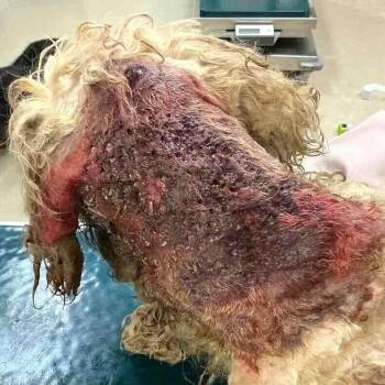 Poodle and Cocker Spaniel Dogs Available for Adoption in Las Vegas, Nevada - Bryce | PetCurious
