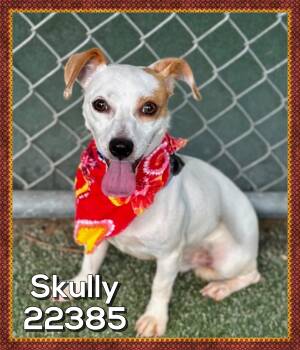 SKULLY -  Chihuahua and Jack Russell Terrier Dog for Adoption in Marietta, Georgia - SKULLY | PetCurious