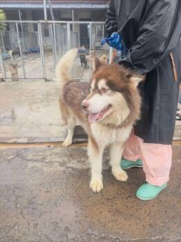 China Bobo -  Alaskan Malamute Dog for Adoption in Tucson, Arizona - China Bobo | PetCurious