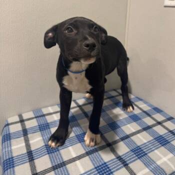 Terrier Dogs Available for Adoption - Cricket | PetCurious