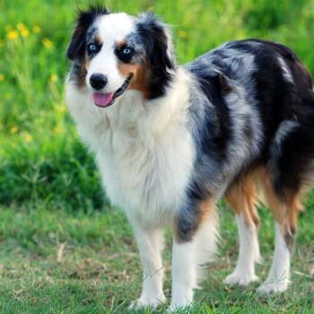 Sydney -  Australian Shepherd Dog for Adoption in Madisonville, Texas - Sydney | PetCurious