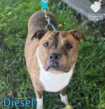 Diesel -  Pit Bull Terrier and Boxer Dog for Adoption in Heath, Ohio - Diesel | PetCurious