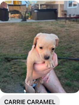 Carrie -  Chihuahua and Pug Dog for Adoption in Poway, California - Carrie | PetCurious