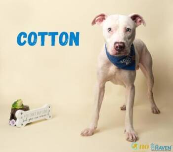Cotton -  Dogo Argentino and Mixed Breed Dog for Adoption in Fairhope, Alabama - Cotton | PetCurious