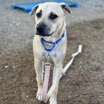 Pit Bull Terrier and Labrador Retriever Dogs Available for Adoption in Las Vegas, Nevada - Magic | PetCurious