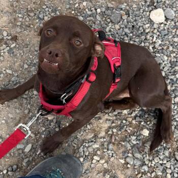 Mixed Breed Dogs Available for Adoption - Little Man | PetCurious