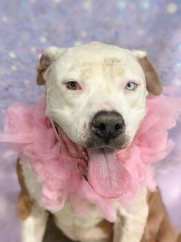 Rescue American Bulldog and American Bully Dogs for Adoption in Palos Verdes Estates, California - Poppy | PetCurious