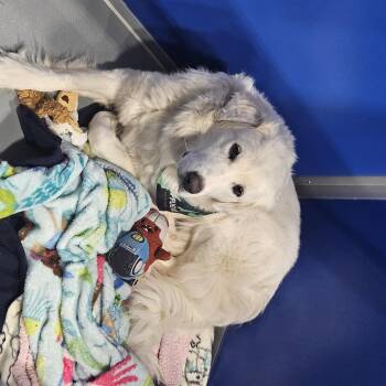 Great Pyrenees Dogs Available for Adoption in Kalamazoo, Michigan - Jasmine | PetCurious