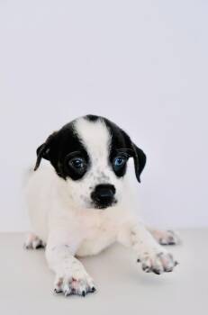 Fig -  Australian Cattle Dog Blue Heeler and Spaniel Dog for Adoption in San Diego, California - Fig | PetCurious