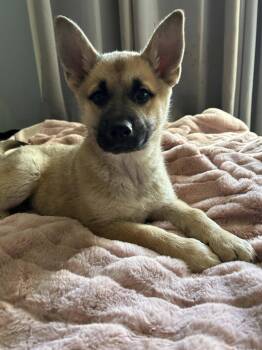 German Shepherd Dog Dogs Available for Adoption - Jade | PetCurious