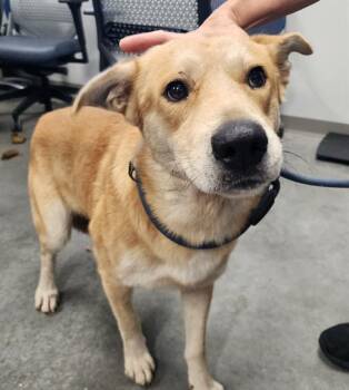 NIX -  Labrador Retriever and Mixed Breed Dog for Adoption in Brunswick, Georgia - NIX | PetCurious