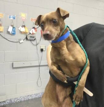 WILL -  Chihuahua and Mixed Breed Dog for Adoption in Thousand Palms, California - WILL | PetCurious