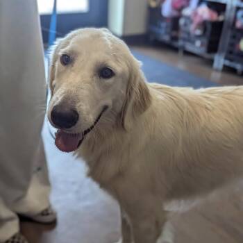 Dallas -  Golden Retriever Dog for Adoption in League City, Texas - Dallas | PetCurious