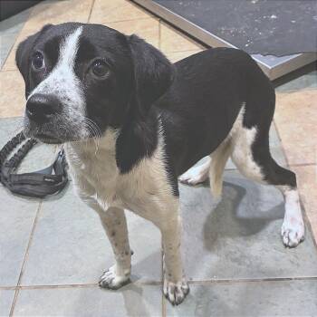 Mixed Breed Dogs Available for Adoption in Chattanooga, Tennessee - Piper | PetCurious