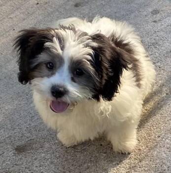 Brownie -  Shih Tzu and Bichon Frise Dog for Adoption in Overland Park, Kansas - Brownie | PetCurious