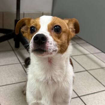 Sunday Roast -  Mixed Breed Dog for Adoption in Charleston, West Virginia - Sunday Roast | PetCurious