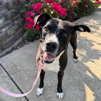 Mick- Coming Soon! -  Mixed Breed Dog for Adoption in Naperville, Illinois - Mick- Coming Soon! | PetCurious