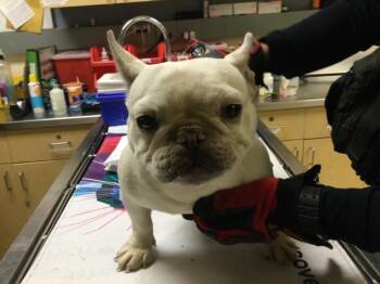 JUNI -  French Bulldog Dog for Adoption in Riverside, California - JUNI | PetCurious