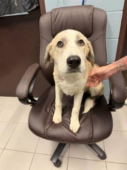 RHAMBO -  Anatolian Shepherd and Mixed Breed Dog Available for Adoption in Corpus Christi, Texas - RHAMBO | PetCurious