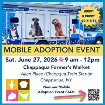 Bryson **available at offsite adoption event on Saturday, 6/27*  -  Shepherd Dog for Adoption in Briarcliff Manor, New York - Bryson **available At Offsite Adoption Event On Saturday, 6/27*  | PetCurious
