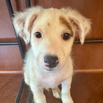 Kadota -  Australian Shepherd and Mixed Breed Dog for Adoption in Chaska, Minnesota - Kadota | PetCurious
